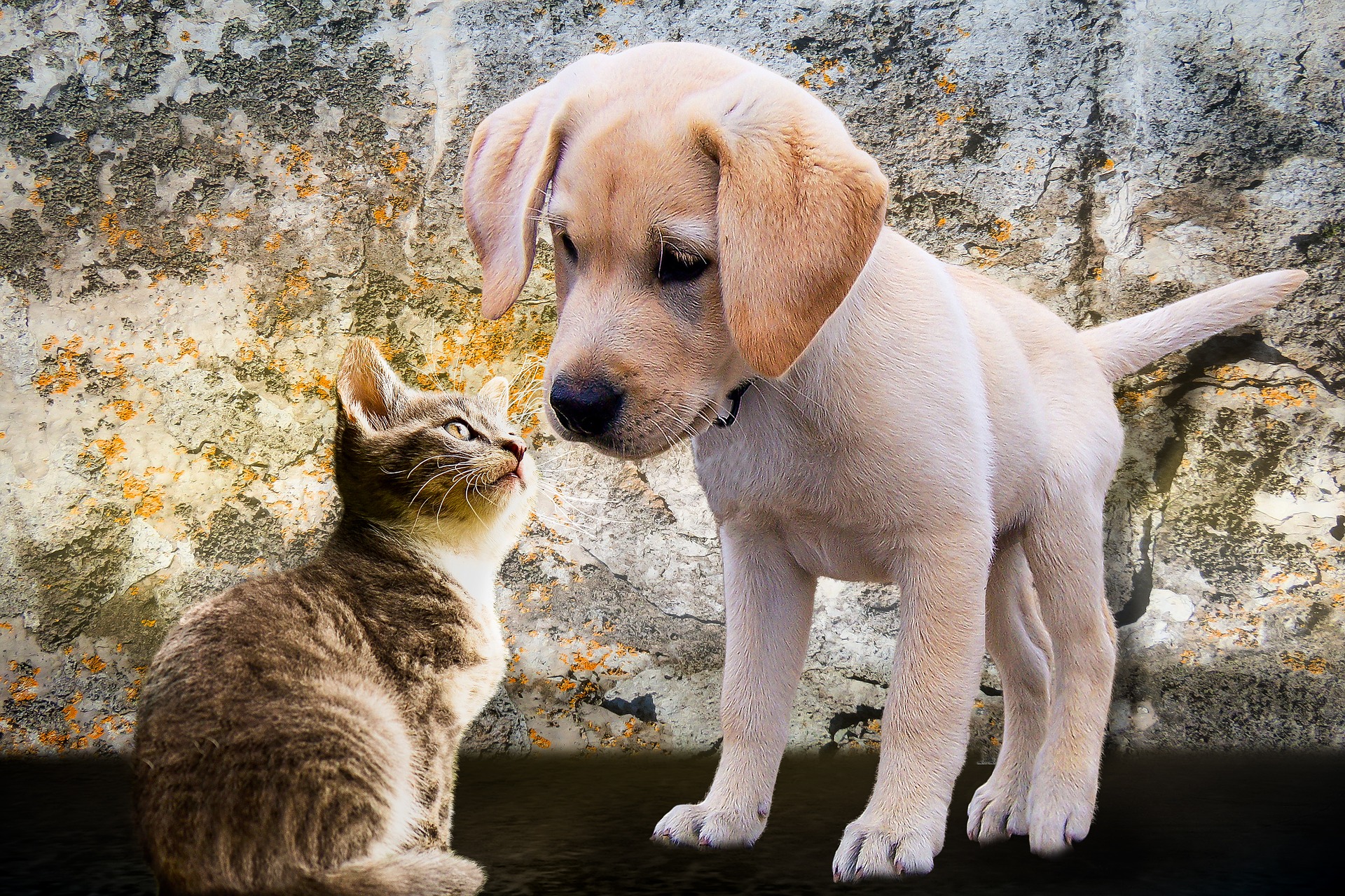 animals-2198994_1920